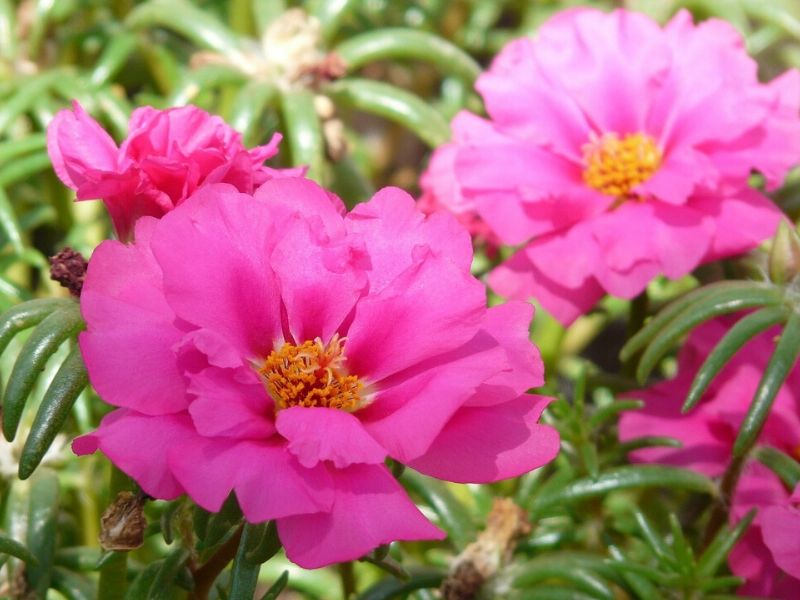 pink portulaca grandiflora