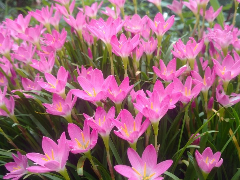 pink rain lily