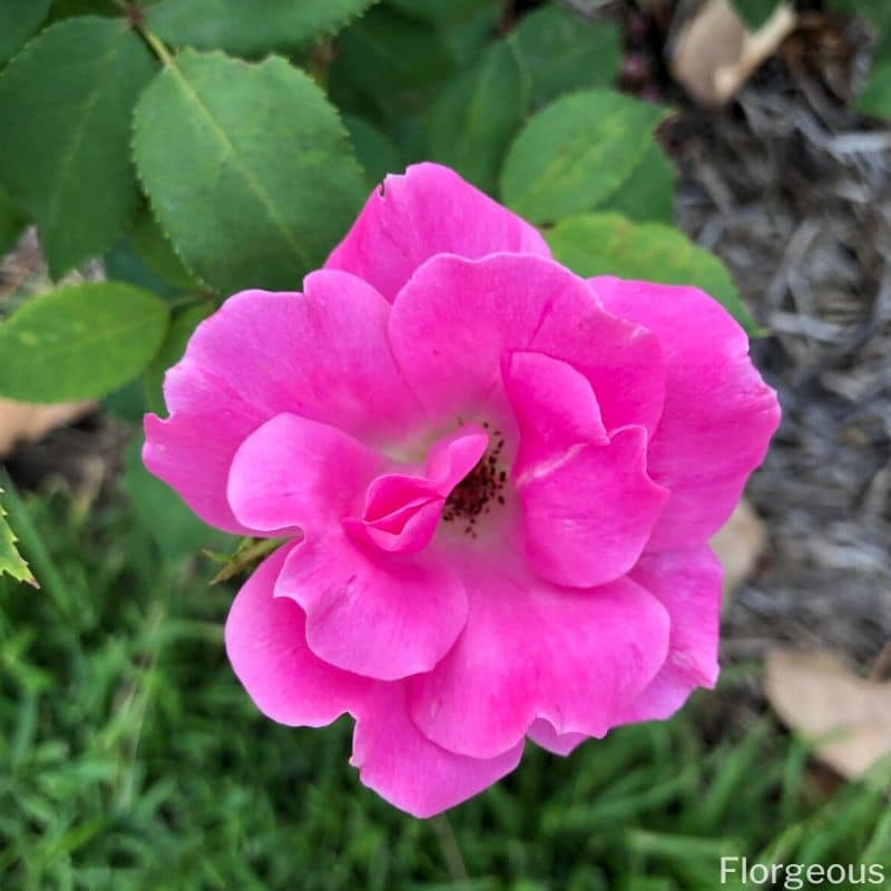 pink rose petals