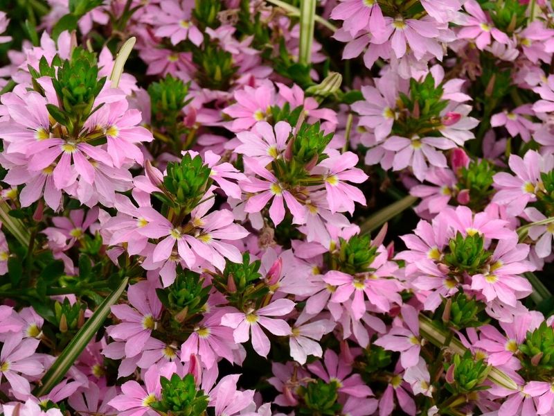 pink scaevola