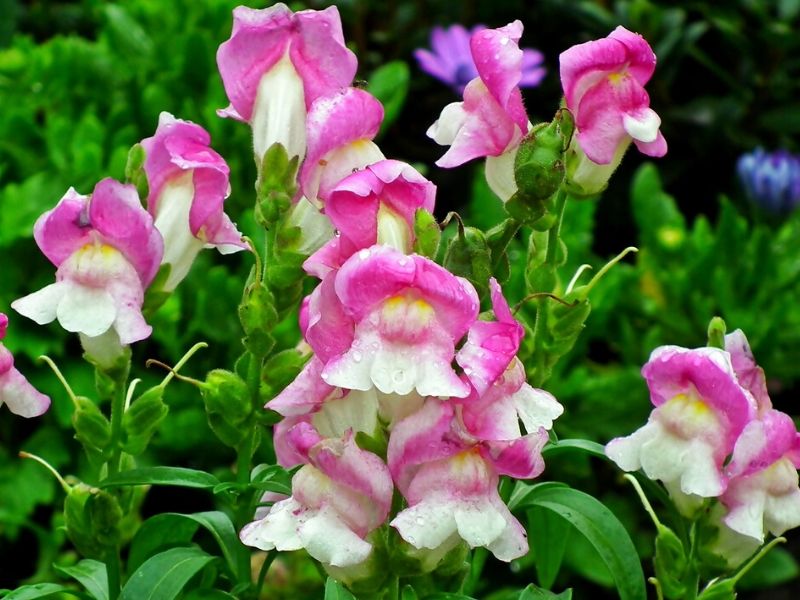 pink snapdragon