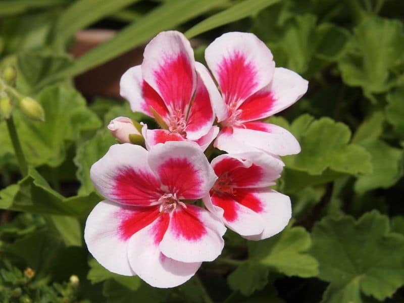pink white geranium
