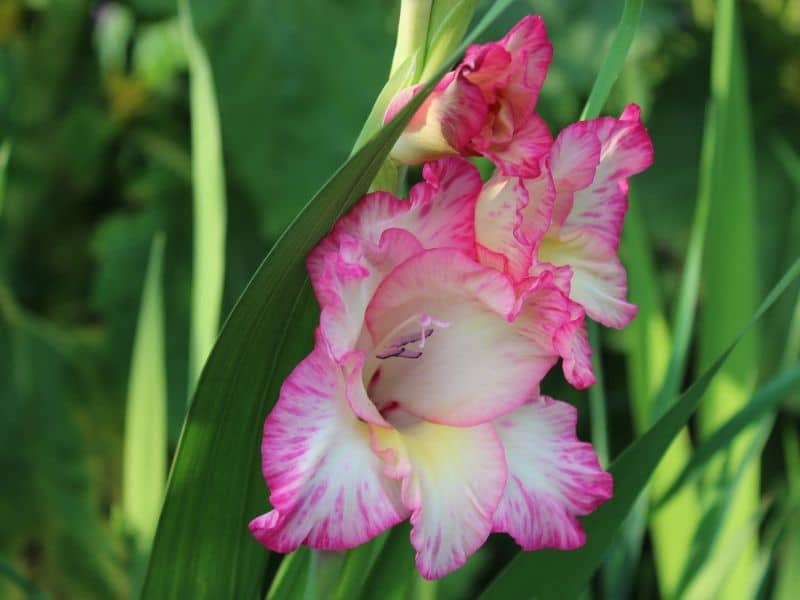 pink white gladiolus