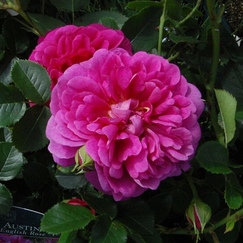 princess anne rose