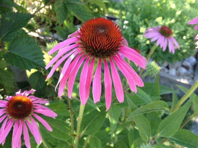 purple coneflowers