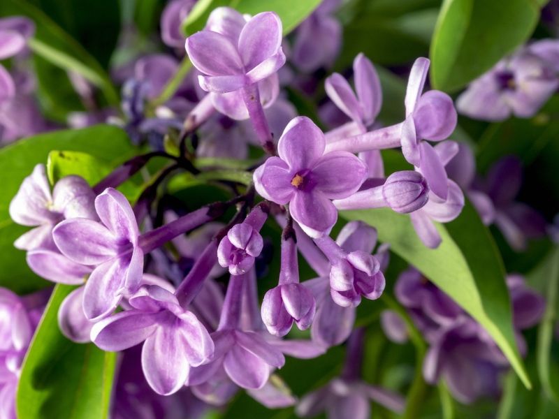 purple lilac