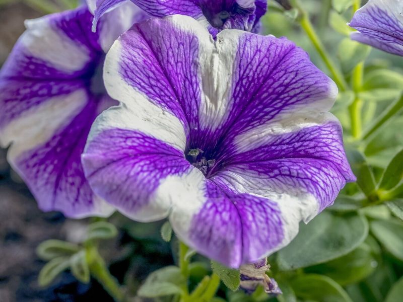 purple petunia