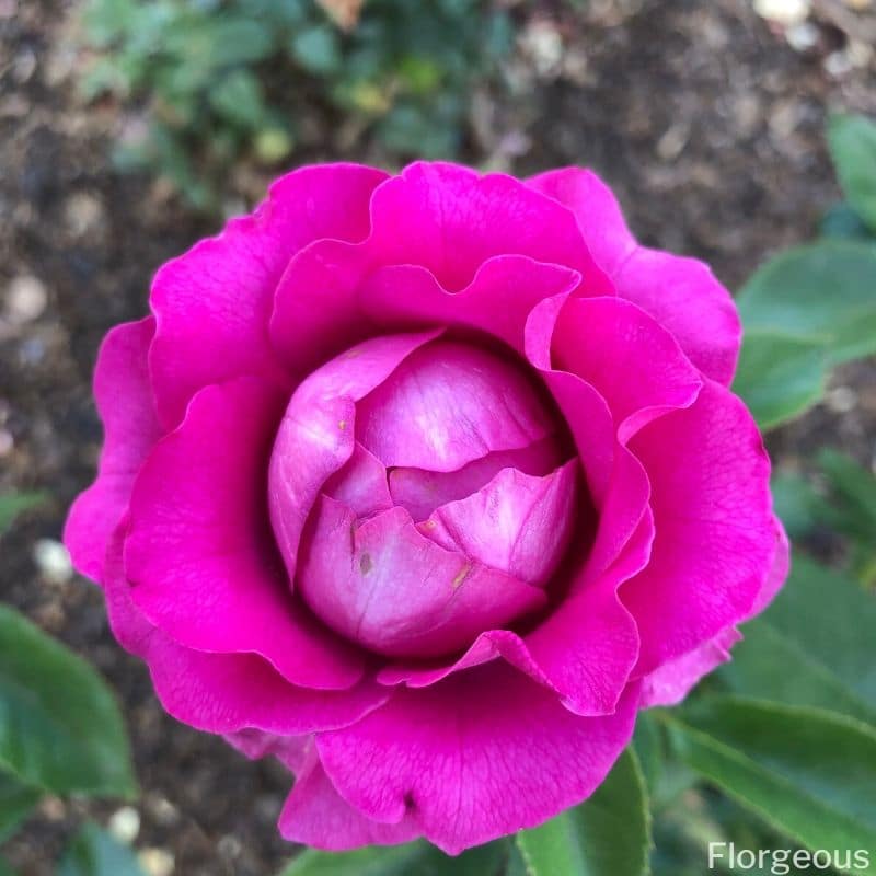 purple pink rose