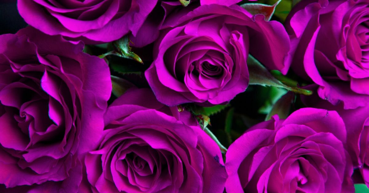 violet colour roses
