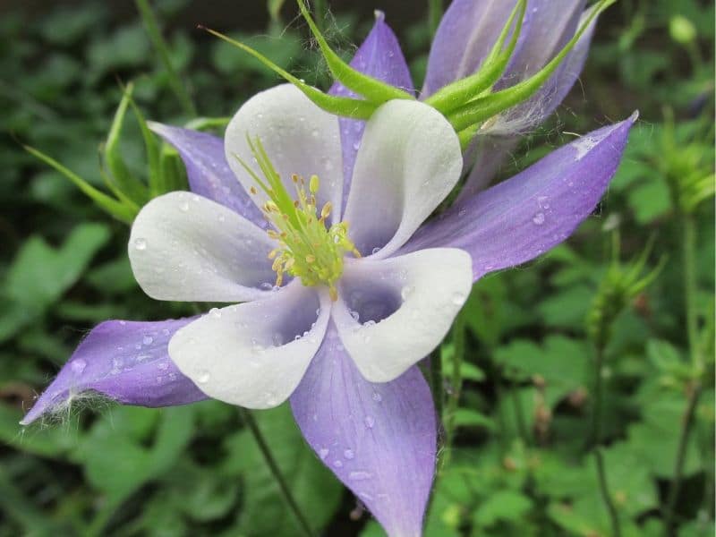 purple white columbine