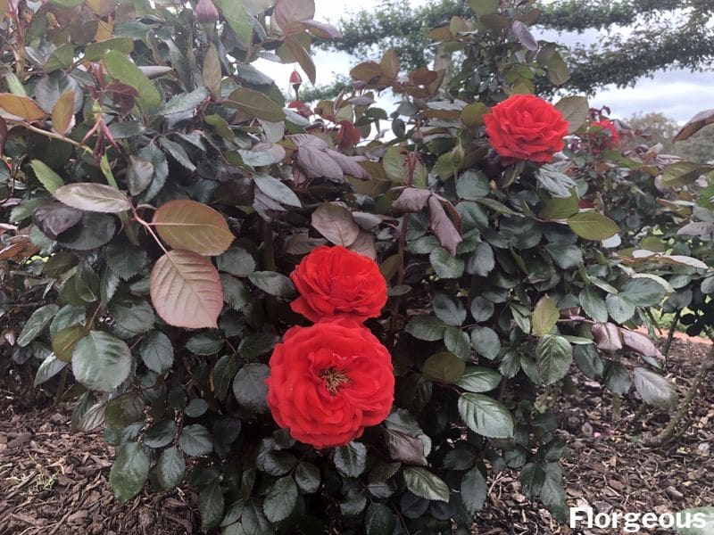 red garden roses