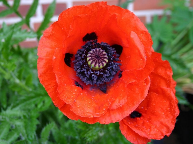 red oriental poppy