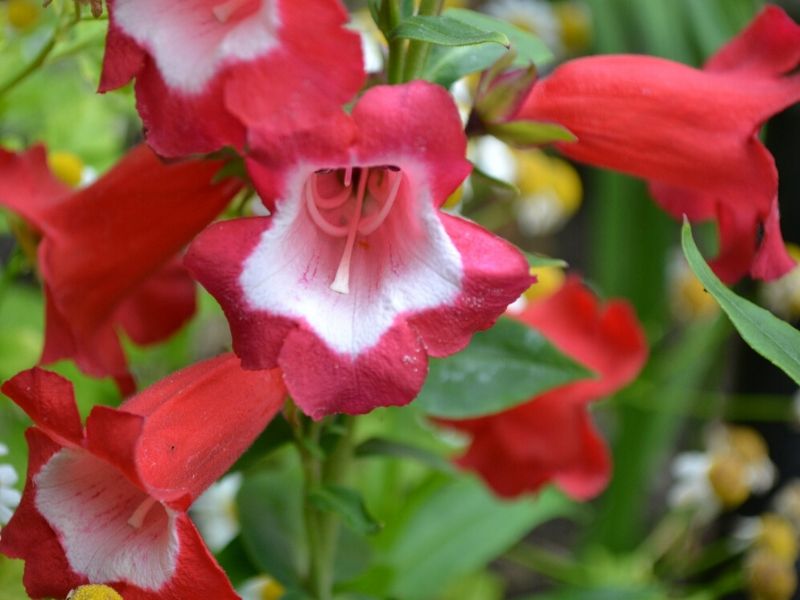 penstemon poisonous to dogs