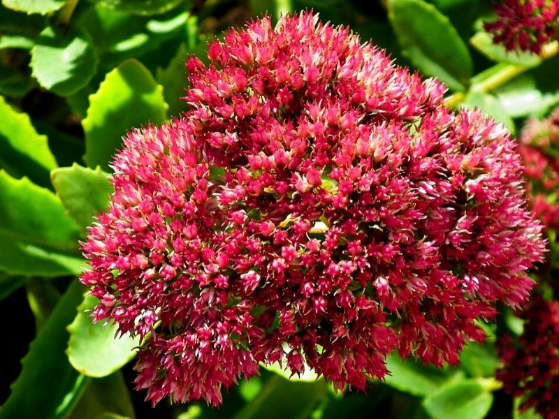 red sedum