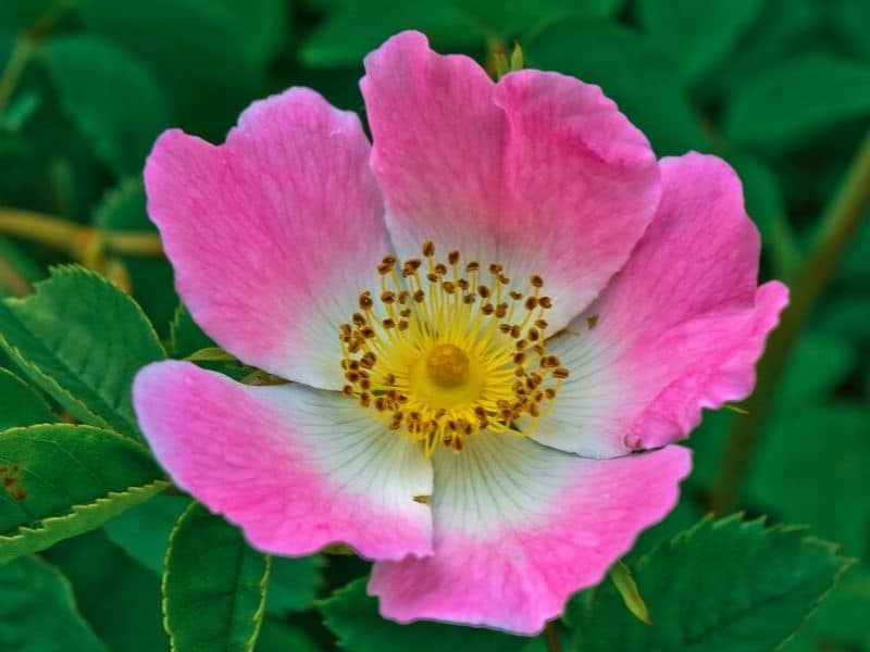 rosa arkansana