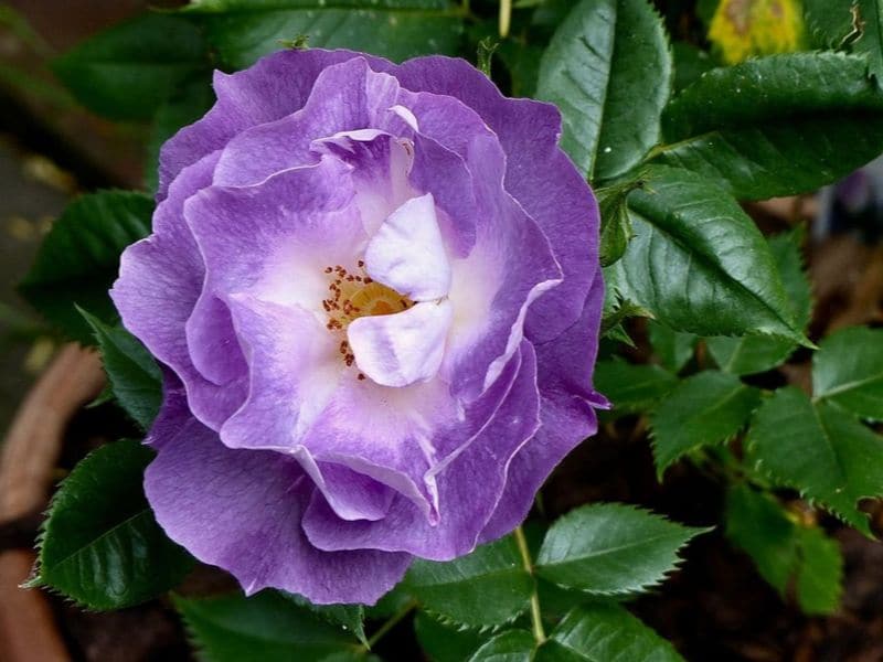 Rosa 'Blue for you'