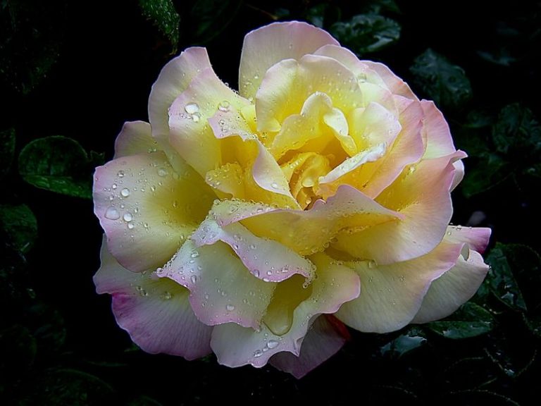Yellow Roses Meaning, Symbolism and Varieties to Grow
