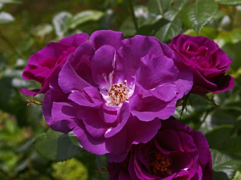 rosa rhapsody in blue