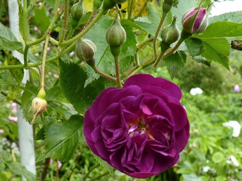 rose bleu magenta