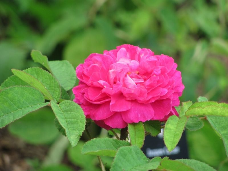 rose du roi