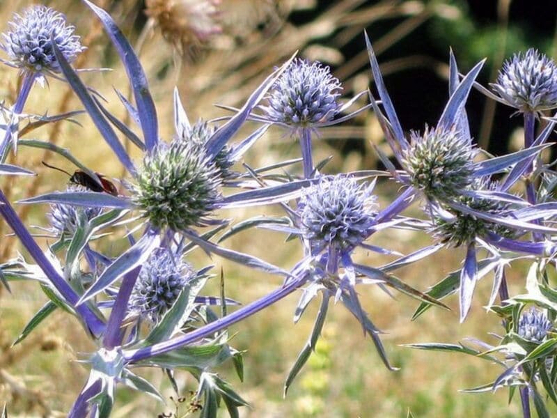 sea holly flowers