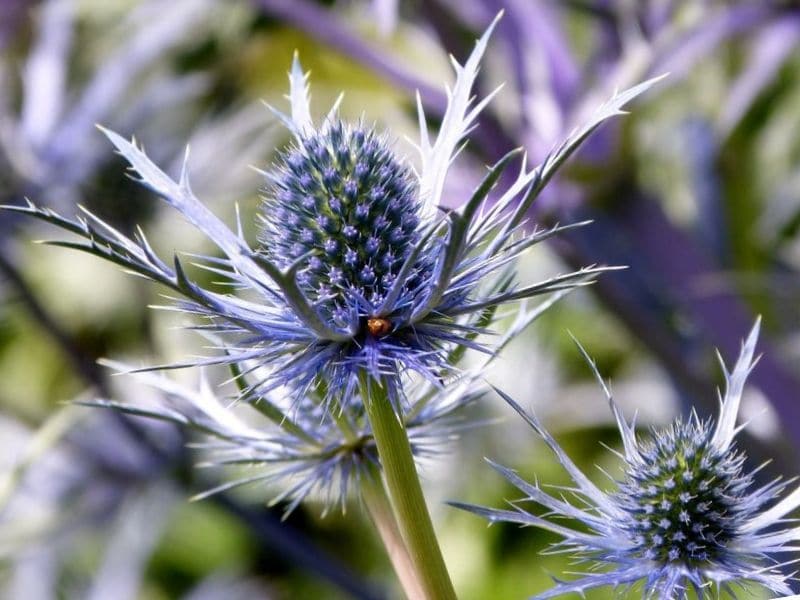 sea holly oxford blue