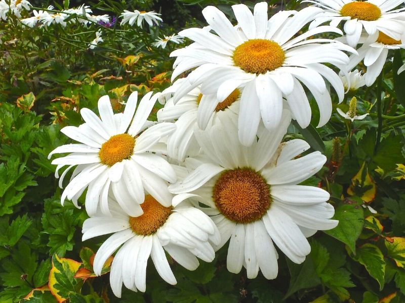 shasta daisy