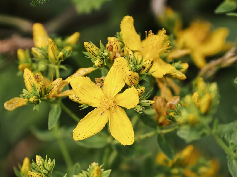 Perforate St John's-wort