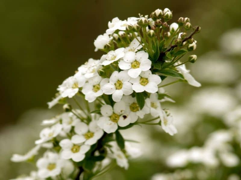 white alyssum