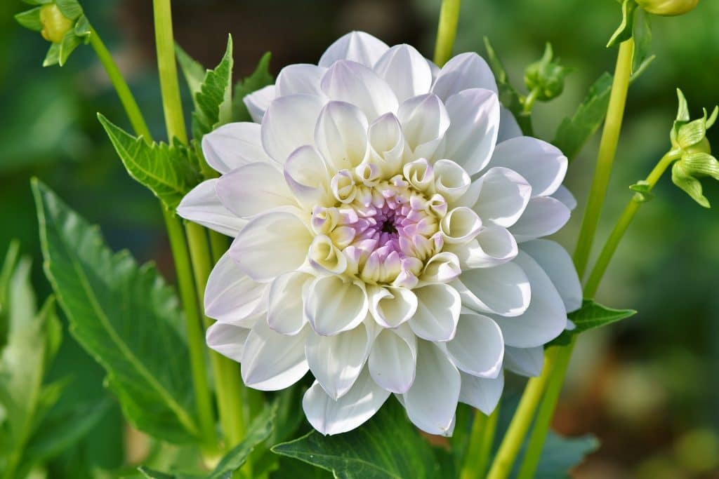 white dahlia