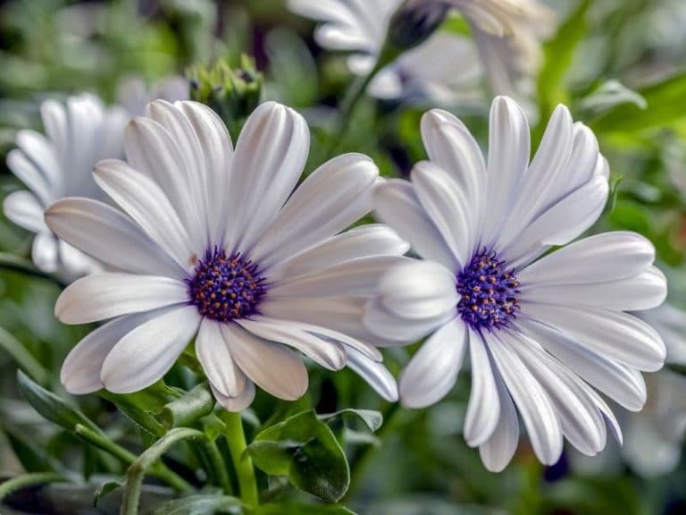 Top 60 Summer Flowers to Plant for a Spectacular Garden | Florgeous