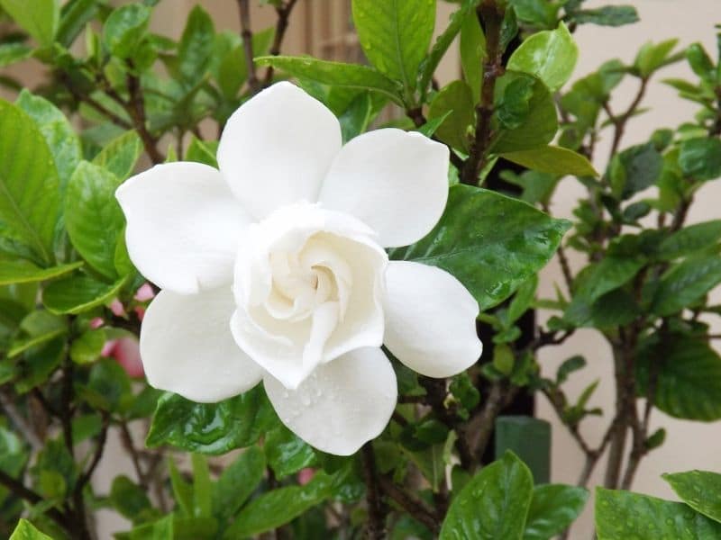 white gardenia