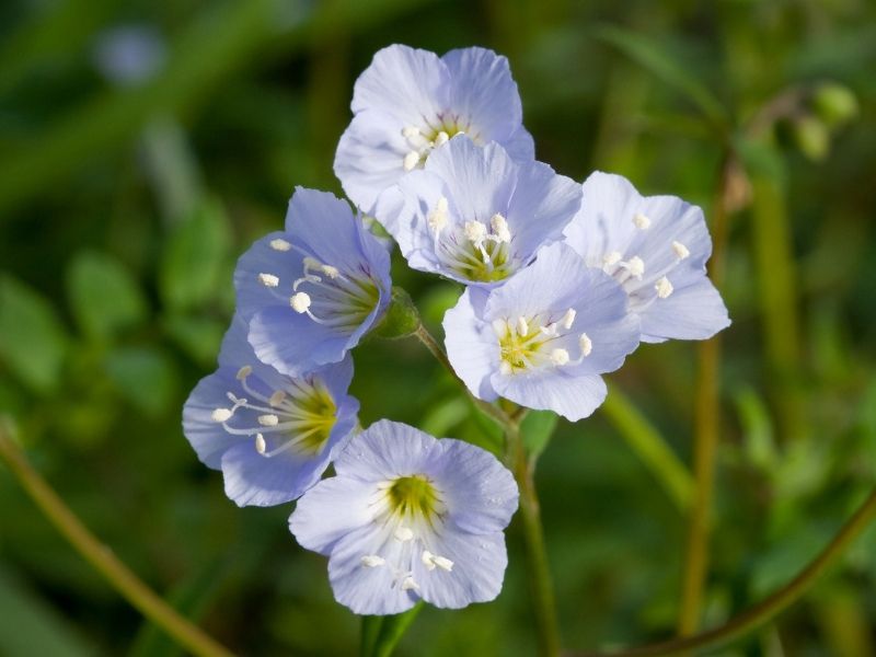 white jacob's ladder