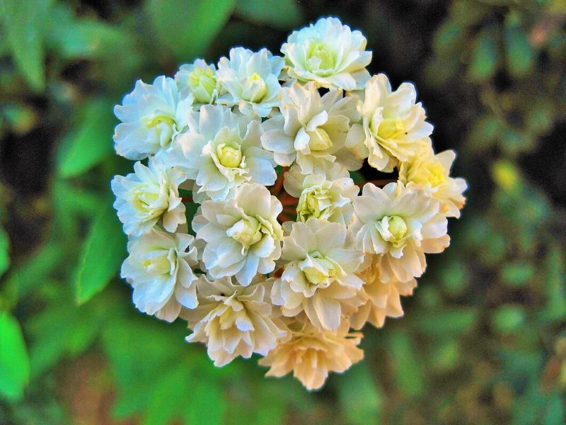 white mayflower
