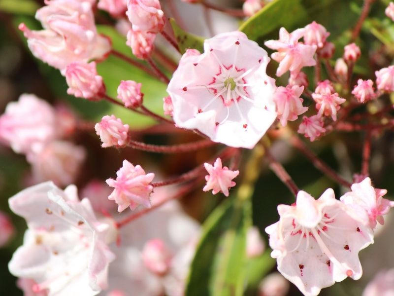 white pink kalmia