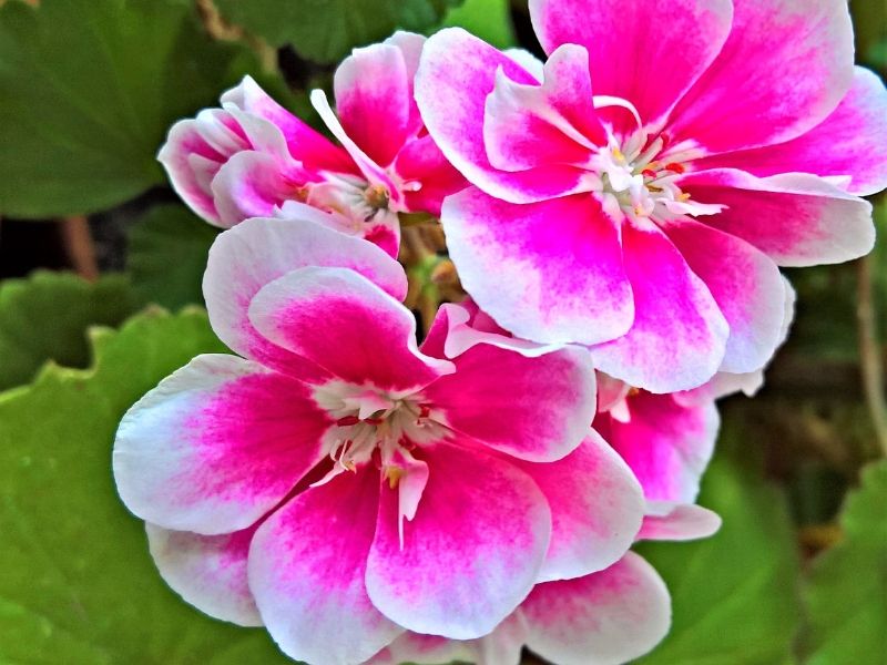 white pink scented geranium