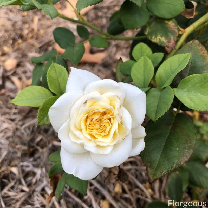 white rose yellow center