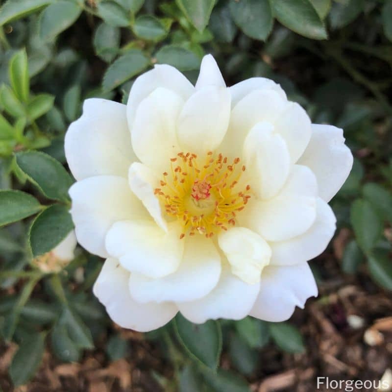 white rose yellow stamens