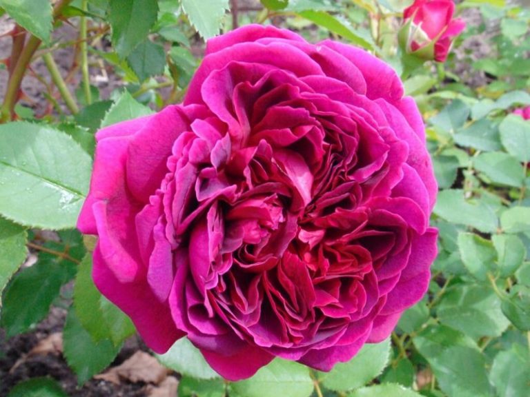 Enchanting Purple Roses: History and Meanings | Florgeous
