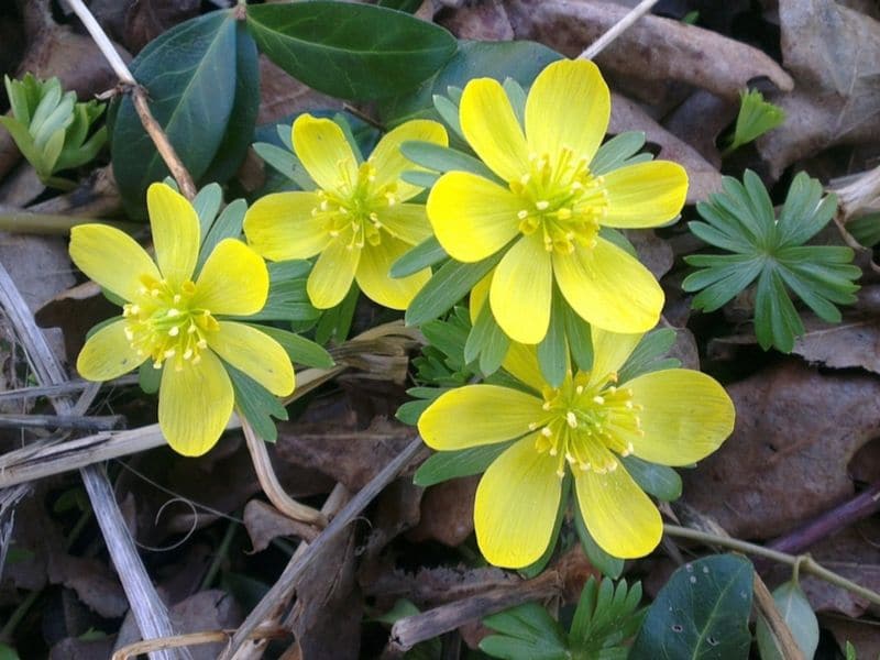 yellow aconite