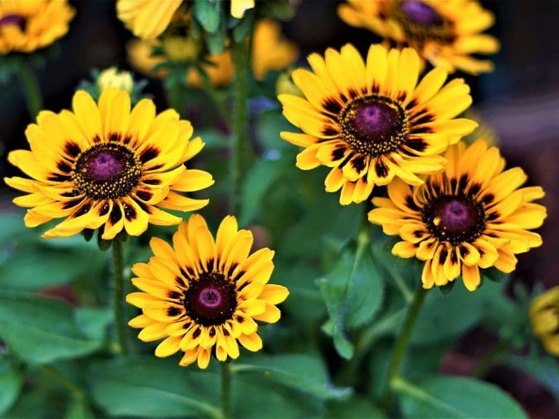 yellow coneflower