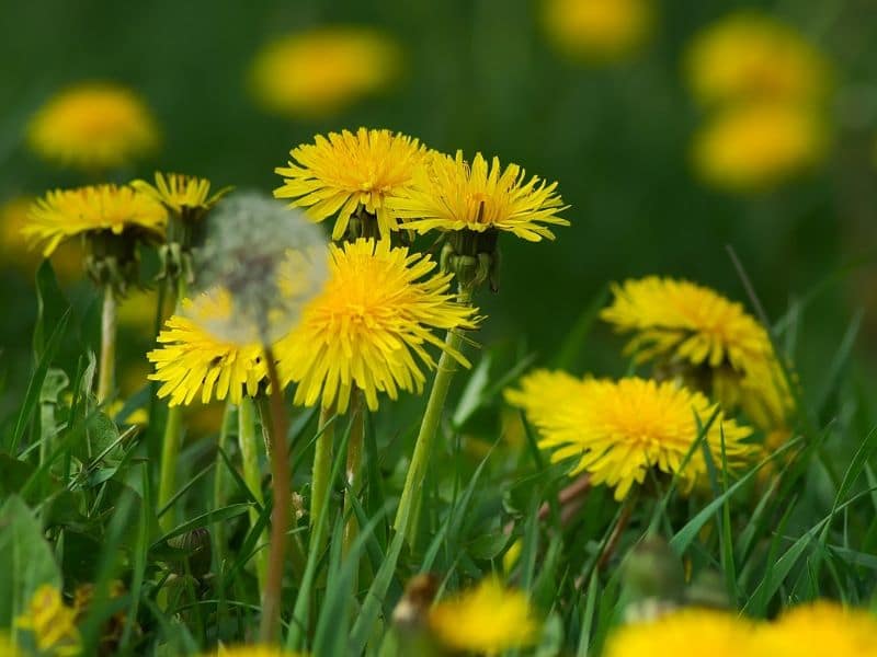 Yellow Dandelion Meaning