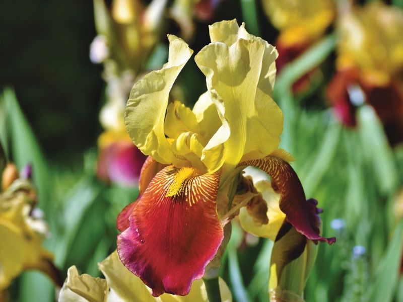 yellow iris flower