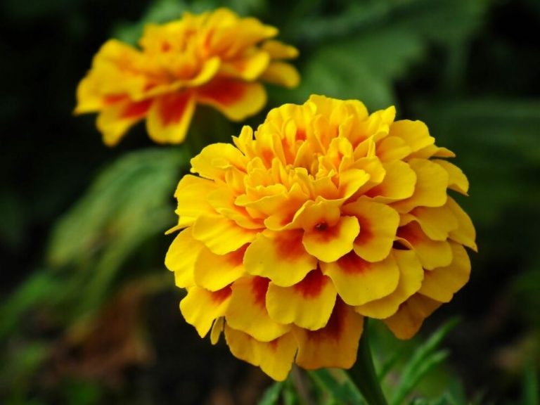 Top 21 Ornamental Plants To Grow in Your Garden