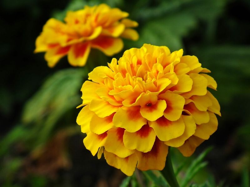yellow marigold