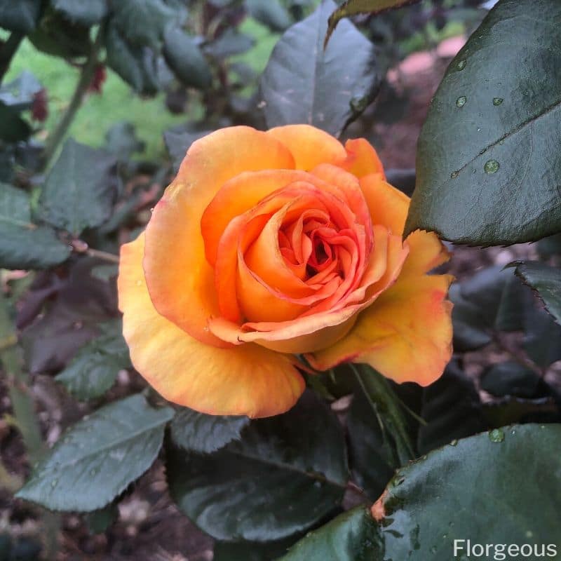 yellow orange rose