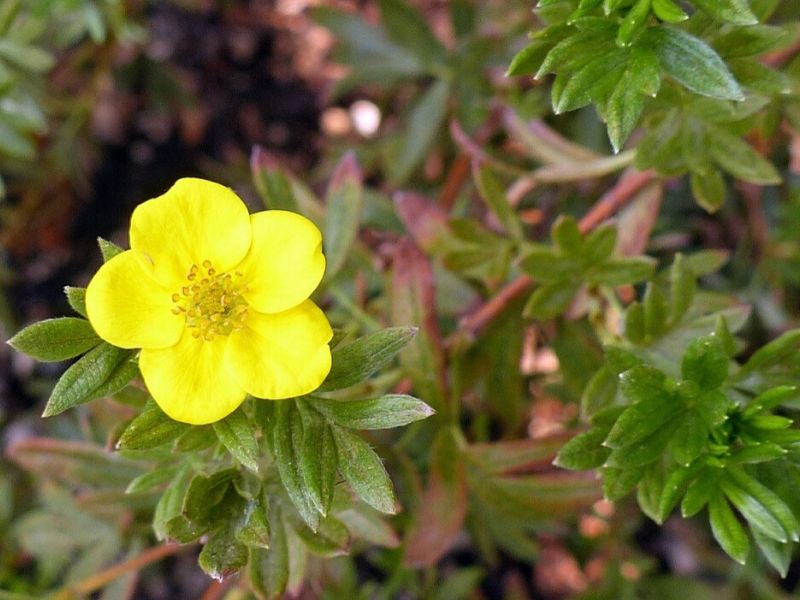 yellow potentilla