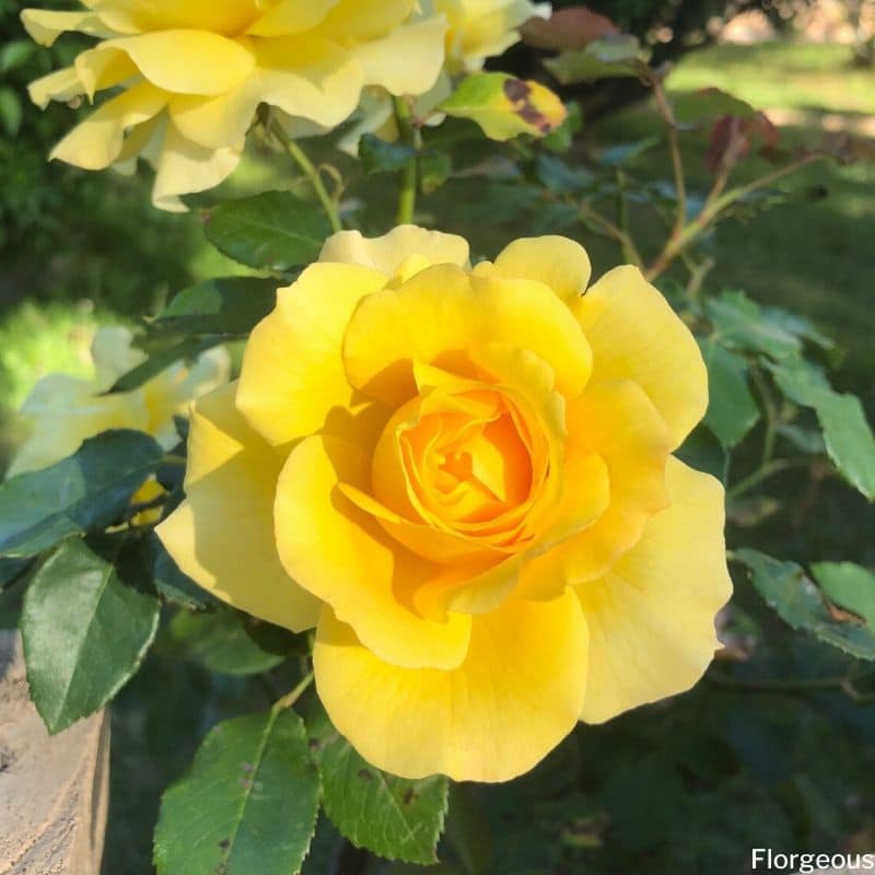 yellow roses meaning