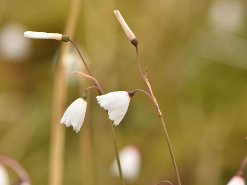 acis autumnalis