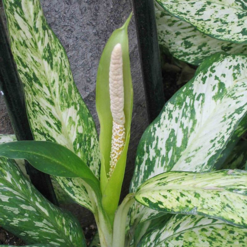 aglaonema commutatum